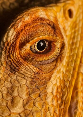 عدسة Kase Master Macro Pro بالإضافة إلى الزجاج البصري تركز من 40 مم إلى 85 مم متوافق مع حالات جبل iPhone Kase M17 in Saudi Arabia