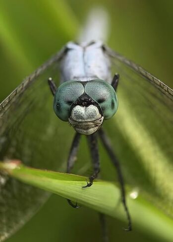 عدسة Kase Master Macro Pro بالإضافة إلى الزجاج البصري تركز من 40 مم إلى 85 مم متوافق مع حالات جبل iPhone Kase M17 in Saudi Arabia