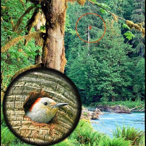 Telescope 10-30 × 42 عالي الطاقة تكبير وحيد مع رؤية ليلية متينة مع محول الهواتف الذكية وترايش BAK4 PRISM FMC عدسة الطيور أحادية in Kuwait