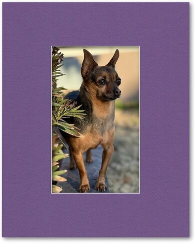 16x20 Matting for 8x13 Photograph or Artwork 4-Ply Bevel Cut Acid Free Matboard for Picture framing (Cloud White) in Kuwait