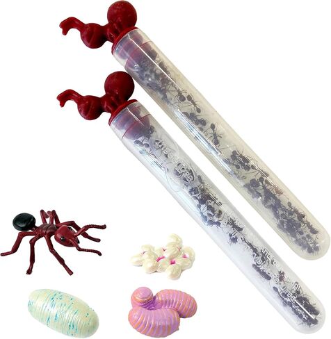 Insect Lore Two Tubes of Live Ants | 50 Live Harvester Ants | with Ant Life Cycle Stages Figurines in Saudi Arabia
