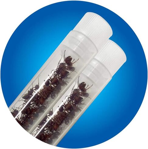 Insect Lore Two Tubes of Live Ants | 50 Live Harvester Ants | with Ant Life Cycle Stages Figurines in Saudi Arabia
