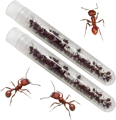 Insect Lore Two Tubes of Live Ants | 50 Live Harvester Ants | with Ant Life Cycle Stages Figurines in Saudi Arabia