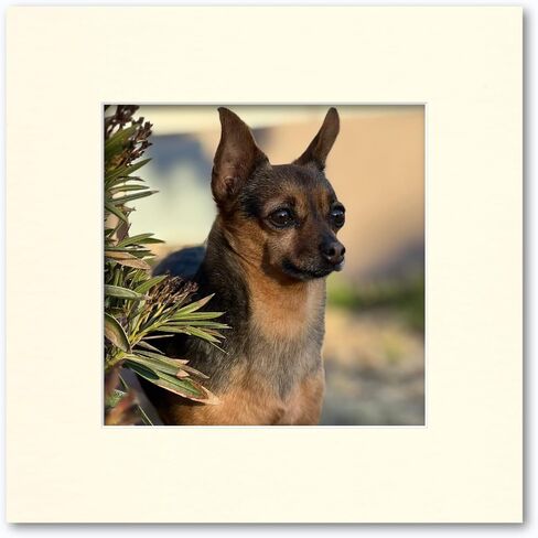 12x12 Matting for 8x8 Photograph or Artwork 4-Ply Bevel Cut Acid Free Matboard for picture framing (Dark Purple) in Saudi Arabia