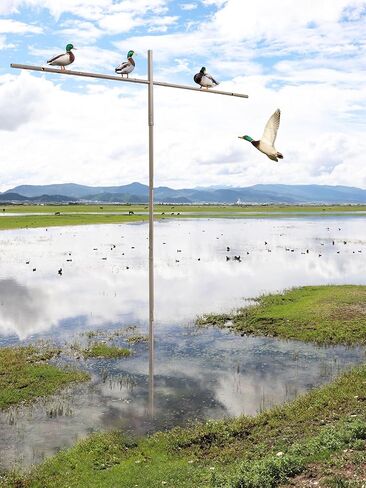عمود تثبيت شجرة الحمامة ، تقف بقطب محمولة 9 أقدام للأعمال الخارجية مع شرك الحمامة (شرك الحمامة غير مدرجة) in Kuwait