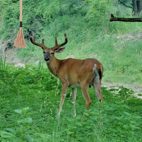 Deer Scent Rope Hemp Rope for Deer Mock Scrape System Rigid Hanging Attractant Scrape Licking Scent Rub Jute Anywhere for Hunting Accessories Hunter Gifts in Saudi Arabia