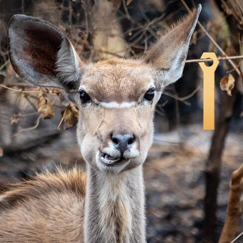 Tatuo 15 Pieces Expandable Deer Urine Wicks Disseminate Scent Buck Attractor Absorb Doe Urine Wicks Estrus Bucks (Light Brown) in Kuwait