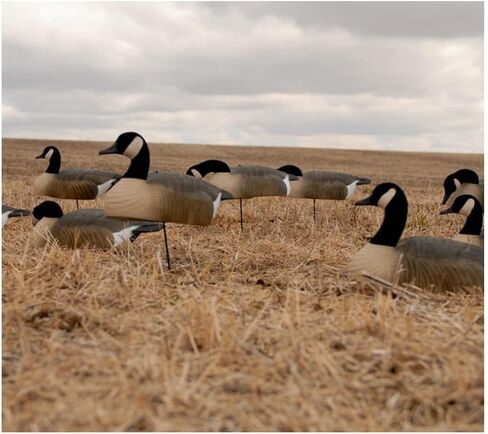 Greenhead Gear Canada Goose Shells in Saudi Arabia