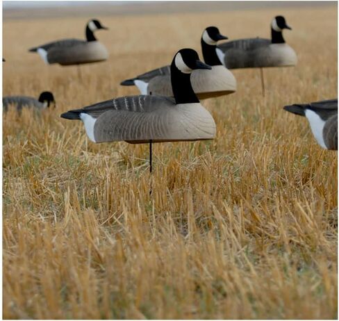 Greenhead Gear Canada Goose Shells in Saudi Arabia