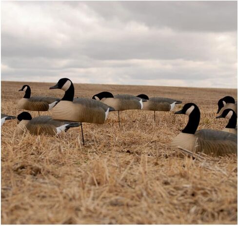 Greenhead Gear Canada Goose Shells in Saudi Arabia