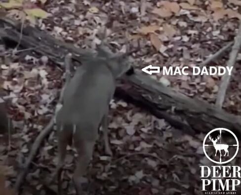 MAC Daddy Trifecta Real Deer Urine Diffuser with (3) Urine Cartridges: ESTRUS, Dominant Buck, and Regular Doe, 100 Hr Run Time Internal Rechargeable Battery, 210+ Hours of Hunting Time in Saudi Arabia