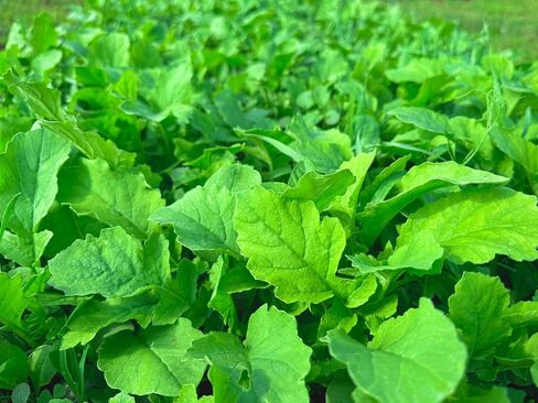 No Plow No Problem Food Plot Seed Mix for Deer, Easy to Grow, Minimal Ground Prep, No-Till Planting, Broadcast and Start Growing in Saudi Arabia
