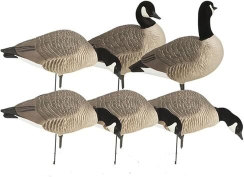 Avery GHG Hunter Series Canada Goose Full Body Pack Decoys | Choose Feeder or Harvester Pack in Saudi Arabia
