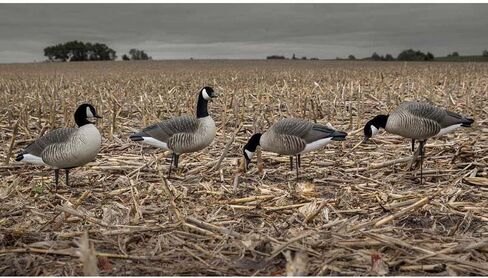 Avery GHG Hunter Series Canada Goose Full Body Pack Decoys | Choose Feeder or Harvester Pack in Saudi Arabia