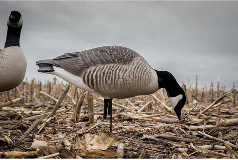 Avery GHG Hunter Series Canada Goose Full Body Pack Decoys | Choose Feeder or Harvester Pack in Saudi Arabia