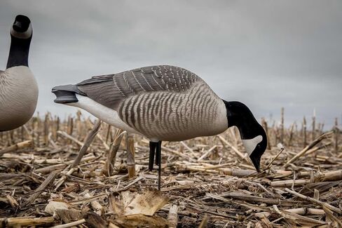 Avery GHG Hunter Series Canada Goose Full Body Pack Decoys | Choose Feeder or Harvester Pack in Saudi Arabia