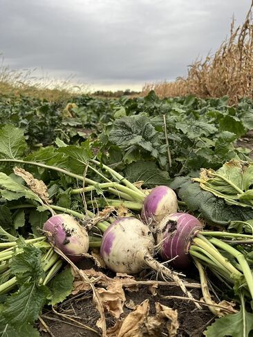 Purple Top Turnips Food Plot Seed, 1 Acre (6 lb Bag), High Protein Brassica, Fall Planting, Annual in Saudi Arabia