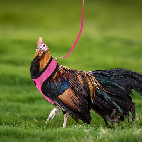 Boao 3 Pieces Adjustable Chicken Harness with Leash and Matching Belt, Comfortable Hen Vest Breathable Chicken Training Harness for Chicken, Duck or Goose, Pet (Blue, Black, Purple,S) in Saudi Arabia