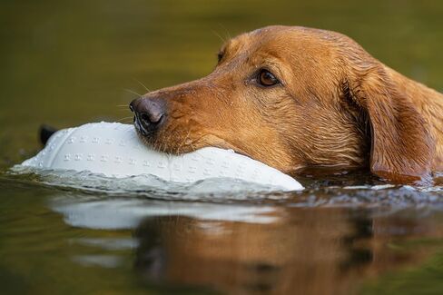 HUNTMARK Waterfowl Retriever Training Dummy - Large Dog Bumper 18.5 inch - Duck Dog Trainer Colors – Easy Hold Bumpers for Training Sporting Goose Hunters - Sturdy Hunting Accessories in Kuwait
