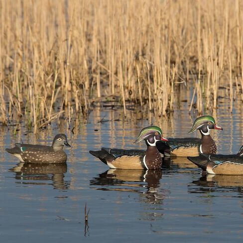 Avery GHG Pro-Grade Wood Duck Decoys, 6-Pack | Realistic Durable Waterfowl Hunting Floating Duck Decoys with 60/40 Forward Weighted Swim Keel | 4 Body Positions, Male & Female Ducks (73135) in Saudi Arabia