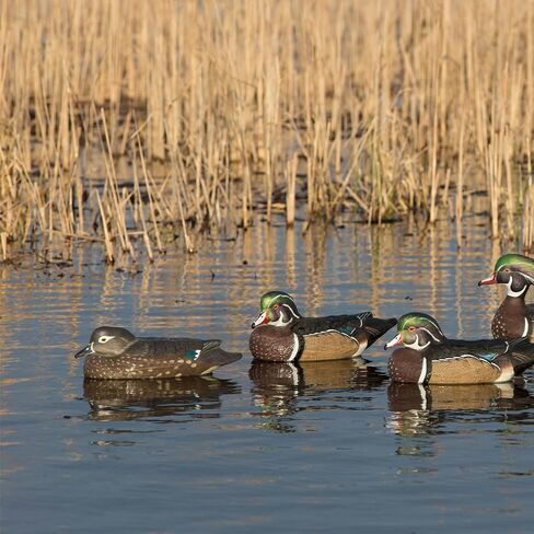 Avery GHG Pro-Grade Wood Duck Decoys, 6-Pack | Realistic Durable Waterfowl Hunting Floating Duck Decoys with 60/40 Forward Weighted Swim Keel | 4 Body Positions, Male & Female Ducks (73135) in Saudi Arabia