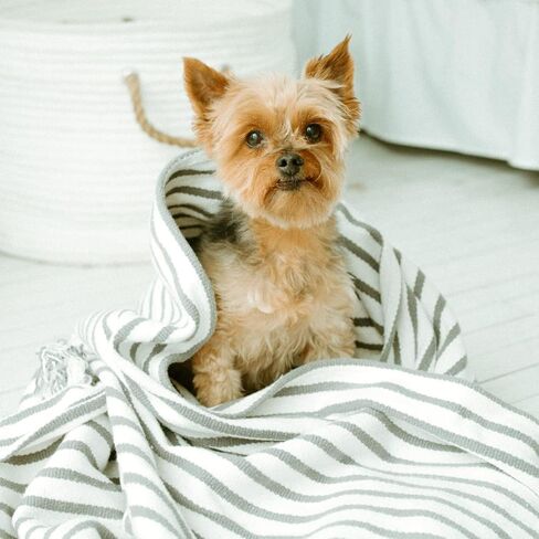 شامبو للجراء الترا مايلد من ايرثباث، طبيعي بالكامل، بلا دموع مع رائحة الكرز البري، 16 اونصة in Kuwait