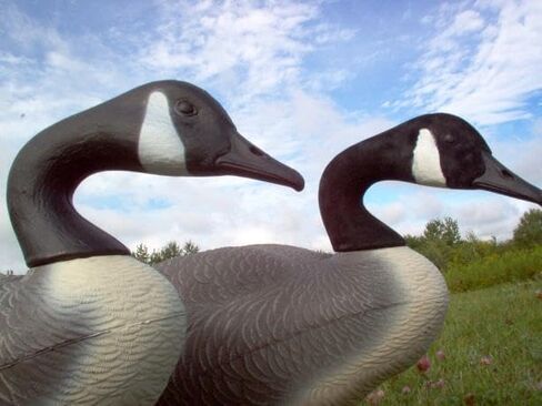 Canada Goose Decoy Head Flocking Kit - 50 Heads in Kuwait
