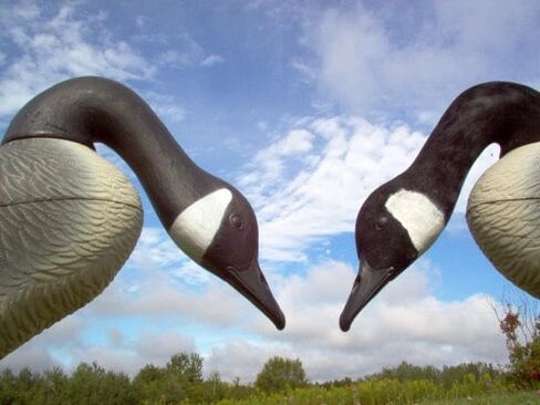 Canada Goose Decoy Head Flocking Kit - 50 Heads in Kuwait