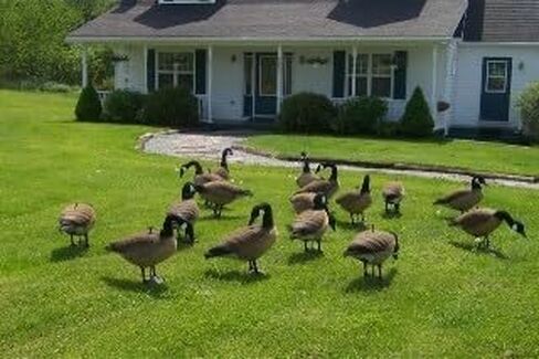 Canada Goose Decoy Head Flocking Kit - 50 Heads in Kuwait