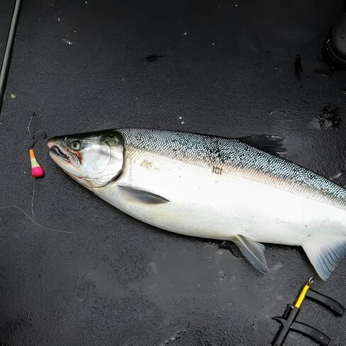 Vittle Vault Mini Max - 2.25 بوصة إغراء سمك السلمون مع تجويف الطعم | 3D Plug Plug Cut Lure لسلمون و Kokanee Fishing | عمل دوران سريع | التوهج والأشعة فوق البنفسجية والأنماط الواقعية in Kuwait
