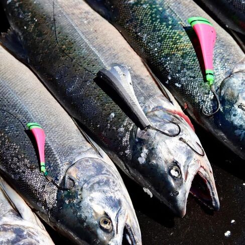 Vittle Vault Mini Max - 2.25 بوصة إغراء سمك السلمون مع تجويف الطعم | 3D Plug Plug Cut Lure لسلمون و Kokanee Fishing | عمل دوران سريع | التوهج والأشعة فوق البنفسجية والأنماط الواقعية in Kuwait