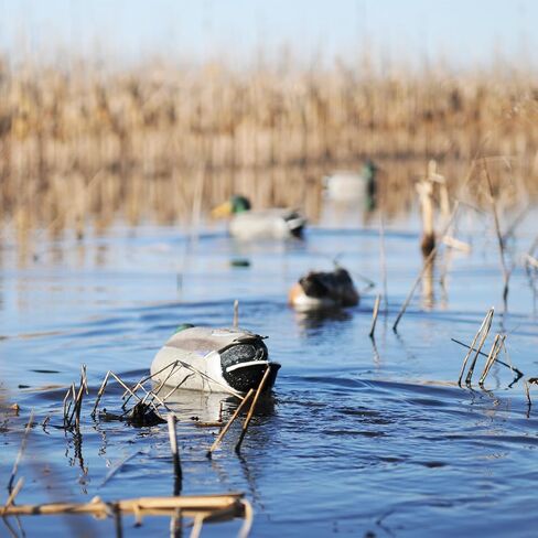 أفيري رعشة الحبل طقوس طقم التحكم في الحركة | الطيور المائية صيد بطة Duck Decoy Discyment System | يحمل ما يصل إلى 6 شرك ، يتضمن خطًا مضفرًا 100 قدم ، مرساة 1.5 رطل ، حقيبة حمل ، 81034 in Kuwait