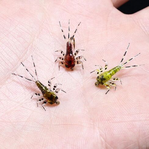حزمة من 20 ذبابة ربط واقعية mayfly الحوريات الطيران أجسام المطاط in Saudi Arabia