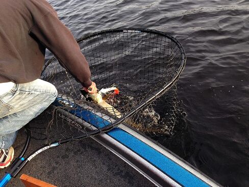Predator Series XL Musky Net – Heavy-Duty, Fish-Safe, 70 lb Capacity, T-Grip Handle, Made in USA in Saudi Arabia