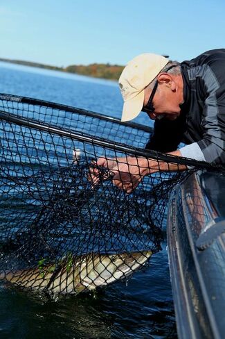 Predator Series XL Musky Net – Heavy-Duty, Fish-Safe, 70 lb Capacity, T-Grip Handle, Made in USA in Saudi Arabia