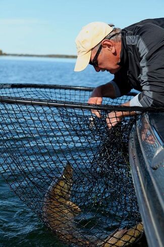 Predator Series XL Musky Net – Heavy-Duty, Fish-Safe, 70 lb Capacity, T-Grip Handle, Made in USA in Saudi Arabia