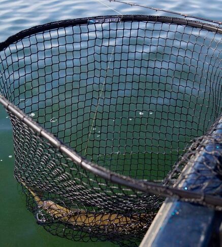 Predator Series XL Musky Net – Heavy-Duty, Fish-Safe, 70 lb Capacity, T-Grip Handle, Made in USA in Saudi Arabia