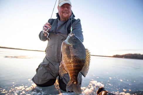 Northland معالجة ملعقة Tungsten Slim ، إغراء صيد الجليد الرفيع للخلفي للأنسجة ، crappie ، وأكثر من 12 لون in Saudi Arabia