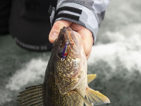 Northland معالجة ملعقة Tungsten Slim ، إغراء صيد الجليد الرفيع للخلفي للأنسجة ، crappie ، وأكثر من 12 لون in Saudi Arabia