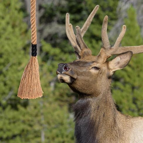 30 Inch Hemp Scent Scrape Rope for Deer Hunting Mock Scrape Scent Rope with 10 Feet Pre Attached Paracord Active Hangs Anywhere Hunting Accessories for Deer Hunt in Saudi Arabia