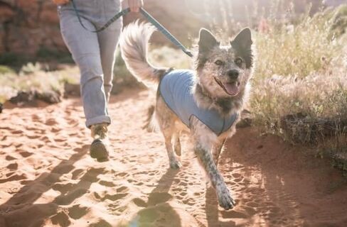 Gold Paw Sun Shield Dog Tee 12 Pebble Grey in Saudi Arabia