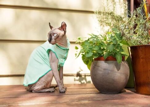Gold Paw Sun Shield Dog Tee 12 Pebble Grey in Saudi Arabia