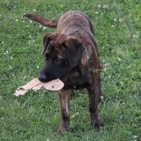 لعبة كلب خالية من الحشو الجلدي من سكينيز - ثعبان 25 انش in Kuwait