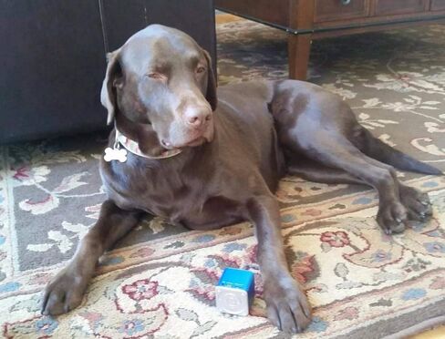 Pet Tunes Bluetooth Speaker Preloaded with Calming Canine Music in Saudi Arabia