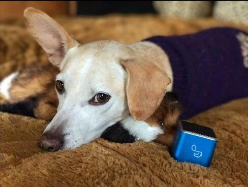 Pet Tunes Bluetooth Speaker Preloaded with Calming Canine Music in Saudi Arabia