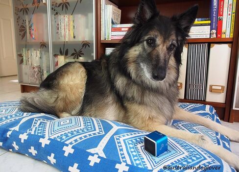 Pet Tunes Bluetooth Speaker Preloaded with Calming Canine Music in Saudi Arabia