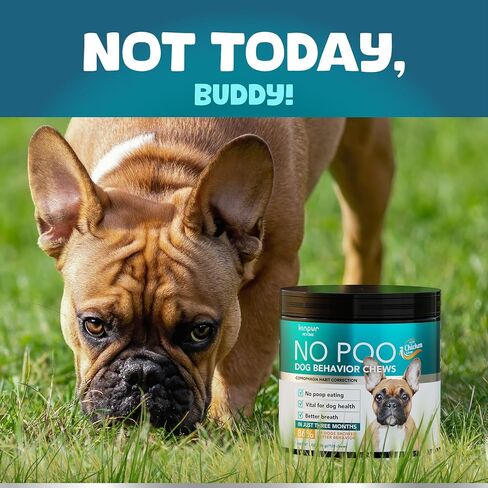 Well-Being Probiotics for Dogs - Support Digestive Health, Relieve Skin Discomfort, Manage Allergies, Sustain Yeast Balance, Fortify Immune System in Saudi Arabia