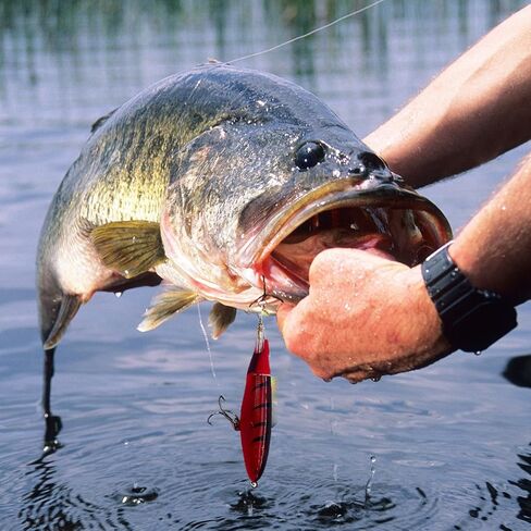1-Pack Topwater Fishing Lures & Crankbaits Set - High-Action Popper Bass Lures with Rotating Tail, Saltwater/Freshwater Hard Baits for Trout, Pike, Catfish | Vibrating Lure Kit with Storage Box in Saudi Arabia