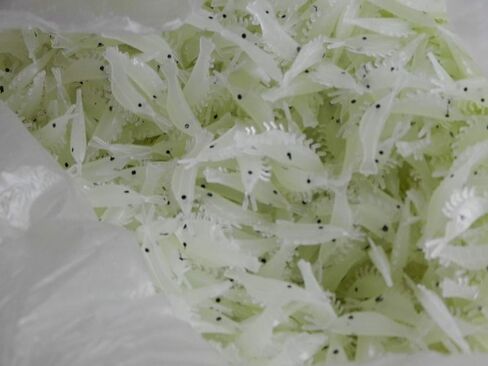 100pcs 4.8 سم الطعوم الناعمة لصيد الأسماك ، إغراء صيد الروبيان المضيء ، طعم شاد ، توهج دودة ، طعم صغير معطر من أجل السلمون المرقط ، صيد المياه المالحة في المياه العذبة ، وملحقات صيد الأسماك in Kuwait