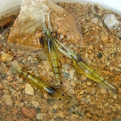 10PCS Soft Shrimp Lures for Effective Fishing - Catch More Fish, Yellow in Saudi Arabia